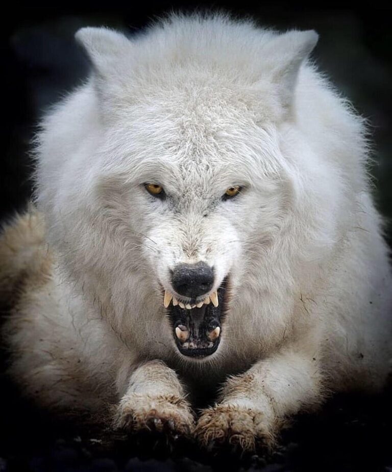 Dire Wolf: Back from Extinction? 3 4hf2553mybs11