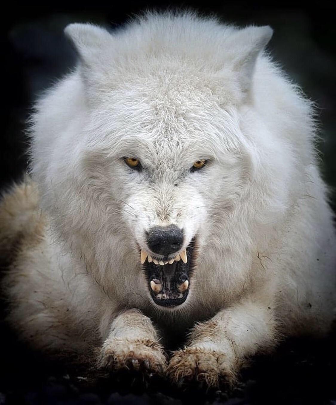 Dire Wolf: Back from Extinction? 3 4hf2553mybs11